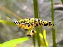 Wieloplamka Phalloceros caudimaculatus