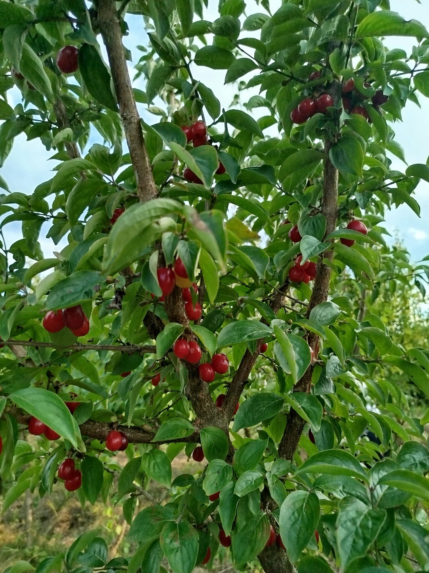 Owoce dereń jadalny , nalewka, dereniówka