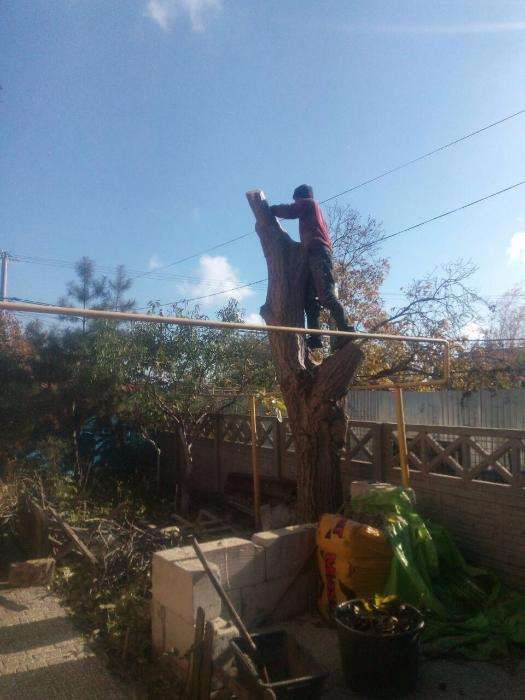 100% аккуратно спилить дерево любой величины