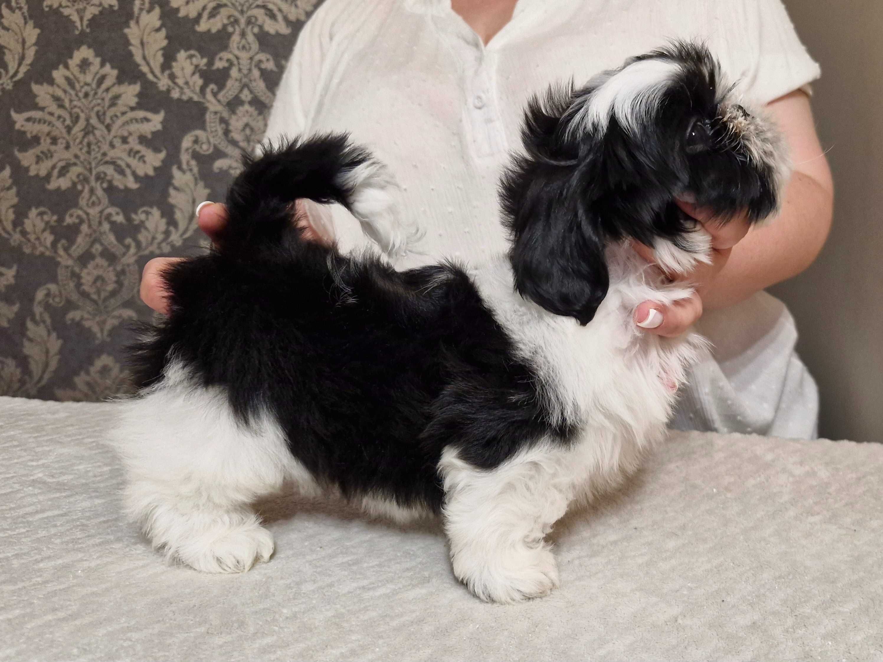 Śliczny chłopczyk  Shih Tzu ZKwP(FCI)