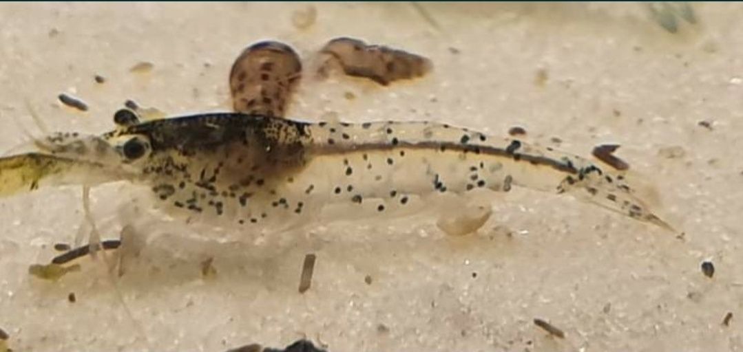 Krewetki Neocardina