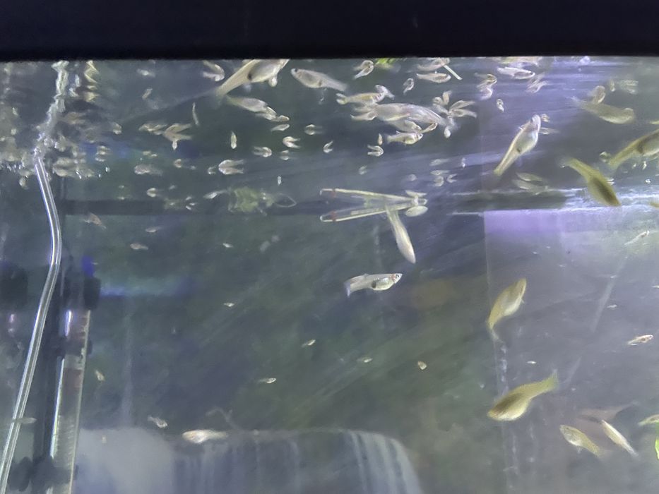 Peixes Endler Yellow Tiger