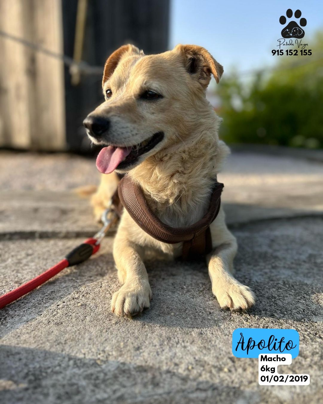 Cães de porte pequeno para adoção!