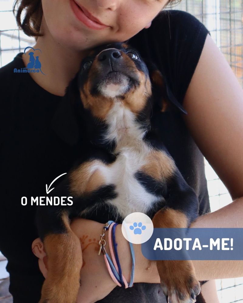 Mendes cachorro ficara porte medio