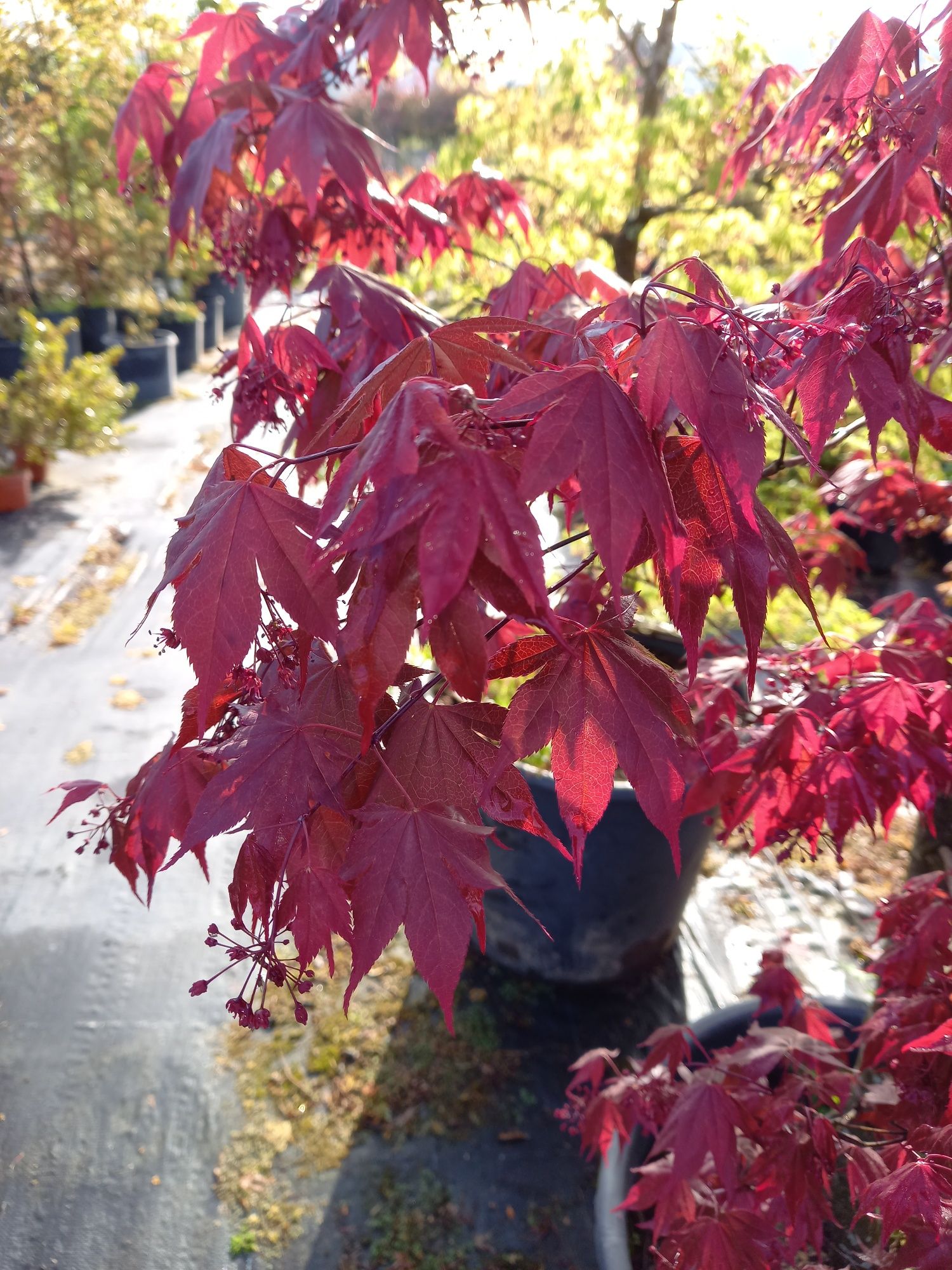 Acer  Palmatum vermelho