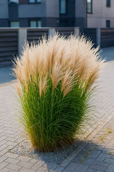 Міскантус китайський ‘Gracillimus’ / Miscanthus sinensis ‘Gracillimus