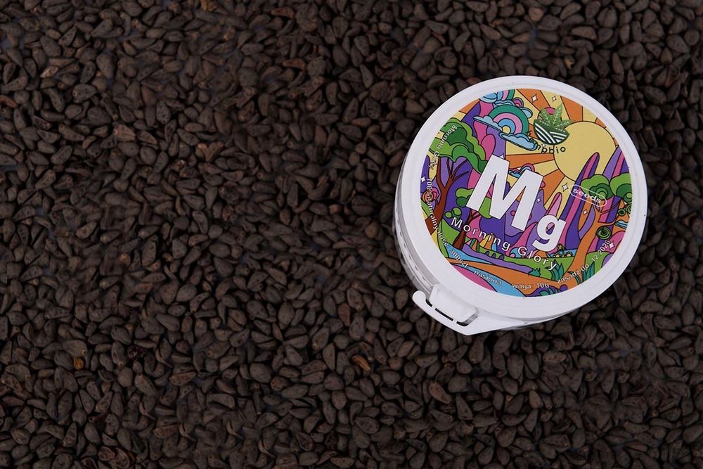 Morning Glory | Ipomoea Purpurea | Wilec Purpurowy Nasiona Super