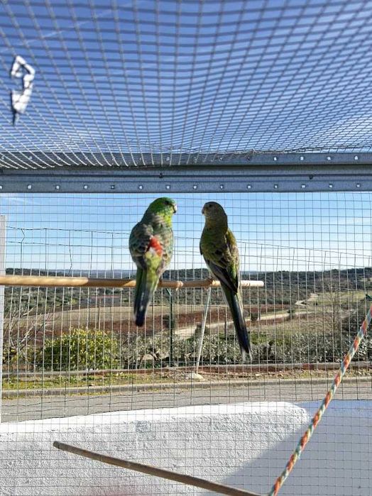 Casal de Red Rumpeds para Cedência