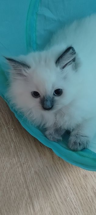 Cudny Kocurek ragdoll