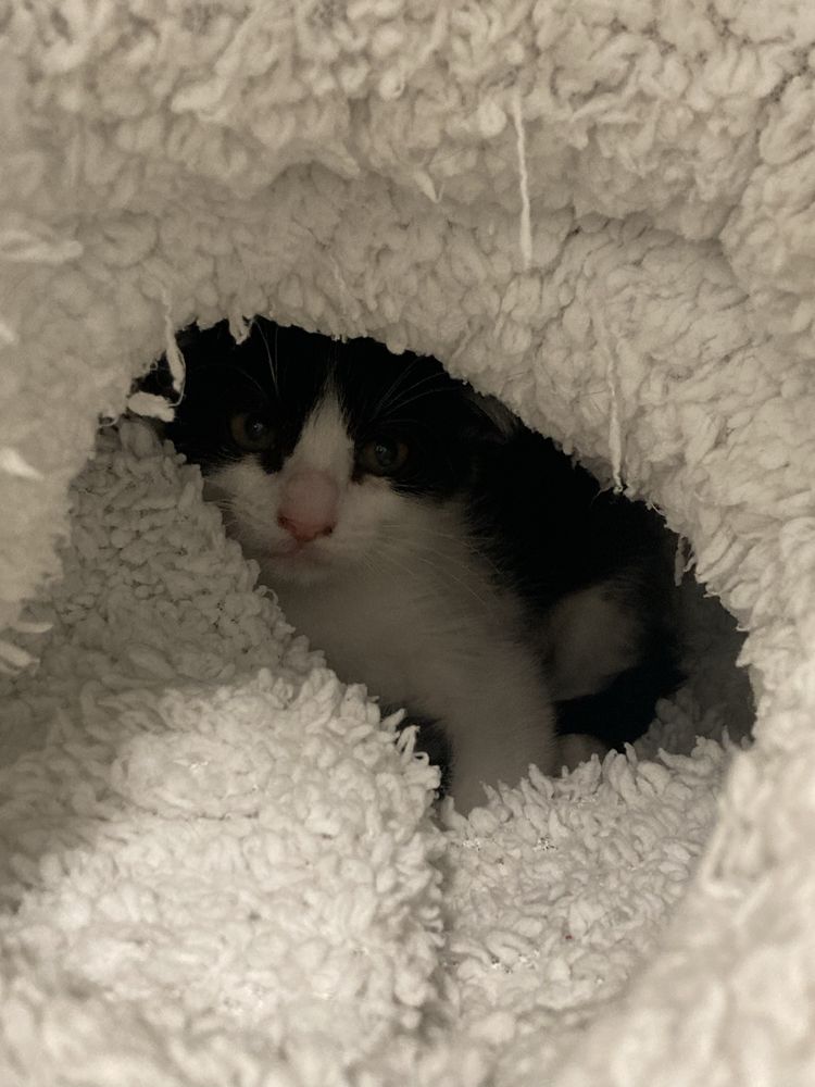 Gatinhos para adoção