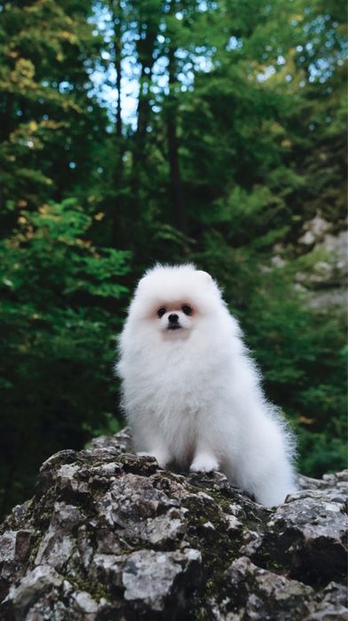 Szpic miniaturowy. Na sprzedaż śliczny kochający chłopiec.biały kolor,