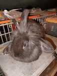 Lionhead  anão.    Preto