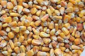 kukurydza sucha i pszenica
