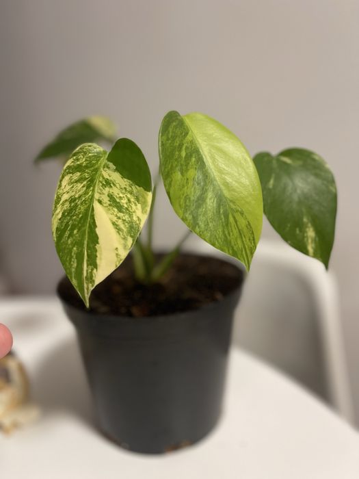 Monstera aurea   Variagata