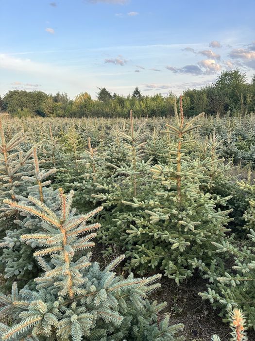 Świerk srebrny ,likwidacja plantacji