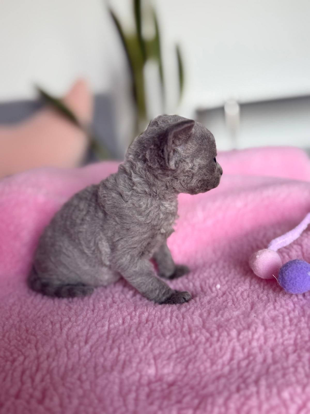 Kotka niebieska Devon Rex z rodowodem