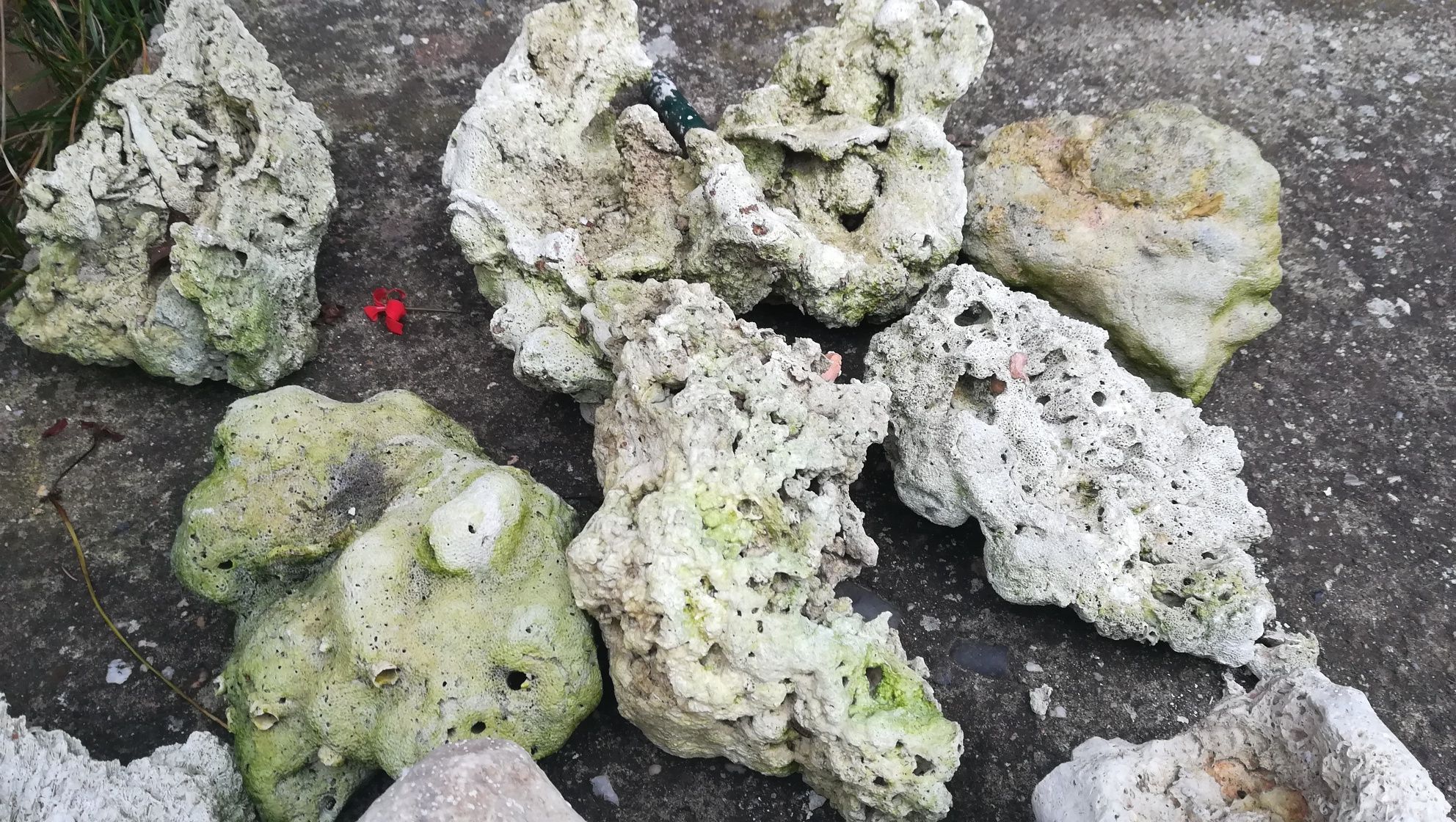 Naturalna sucha skała-koralowa