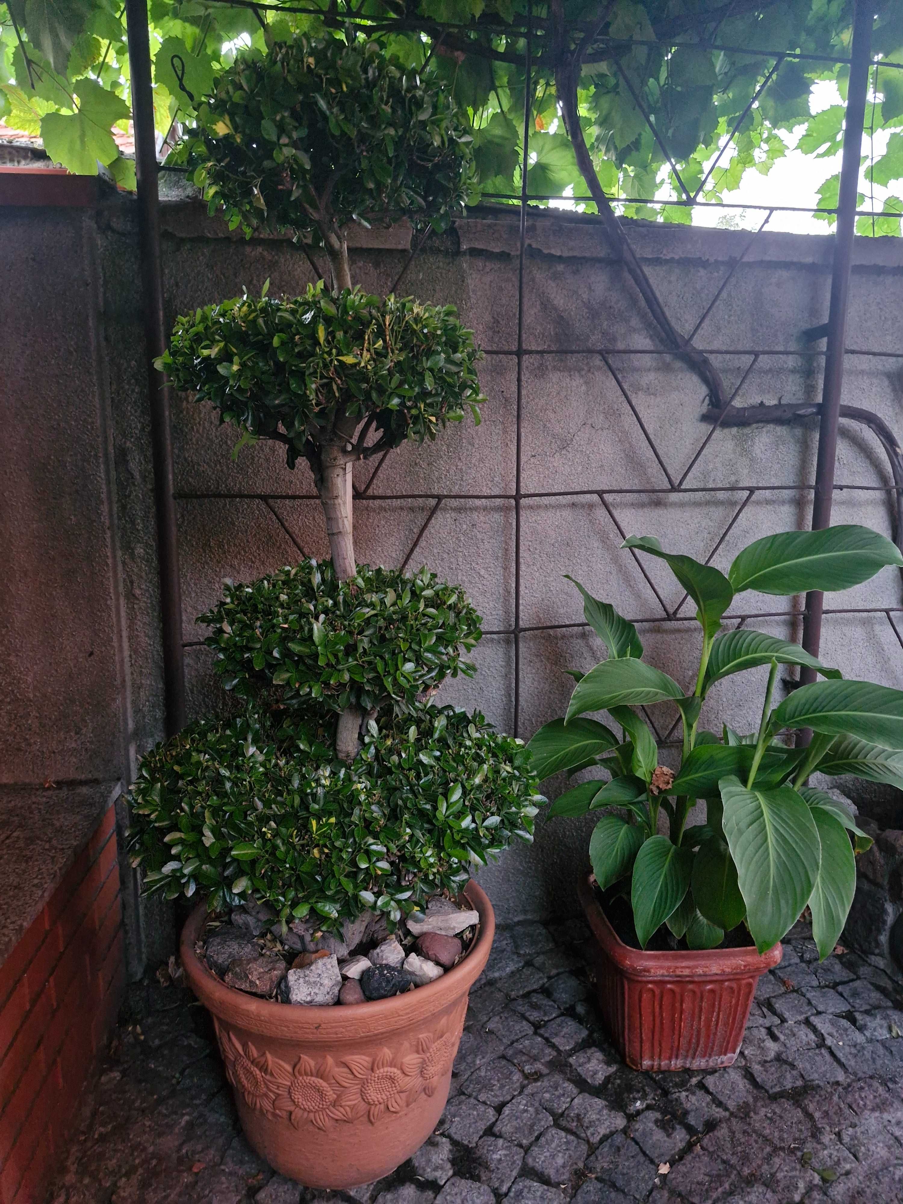 Bonzai z trzmieliny sunspot