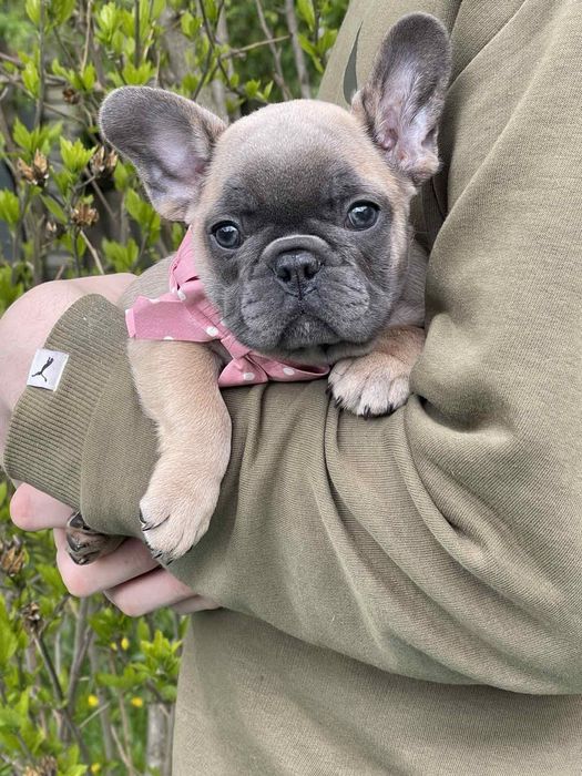 Красотка. ДІвчинка .