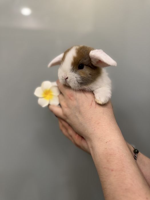 Висловухий карликовий  кролик баранчик міні - декоративний кролик