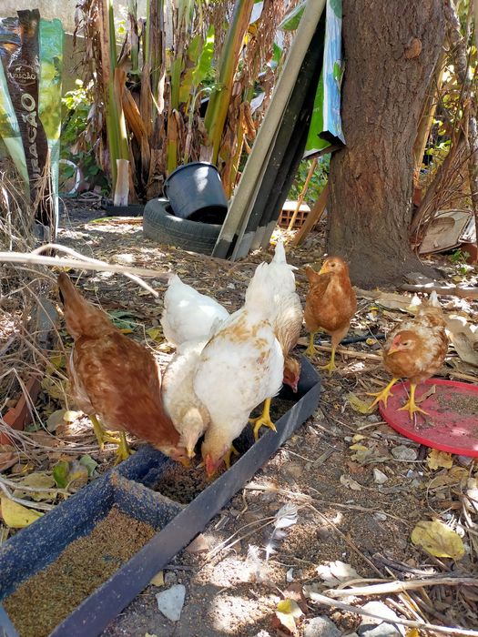 Vendo pintos alimentados com alimentação biológica