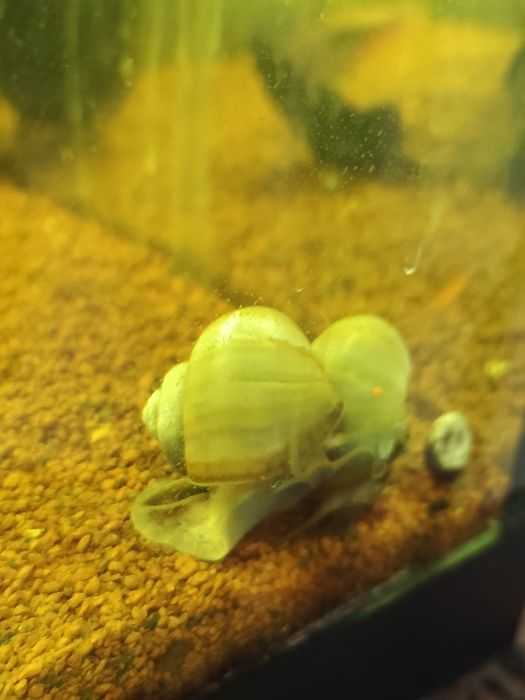 Amplularia azul caracol