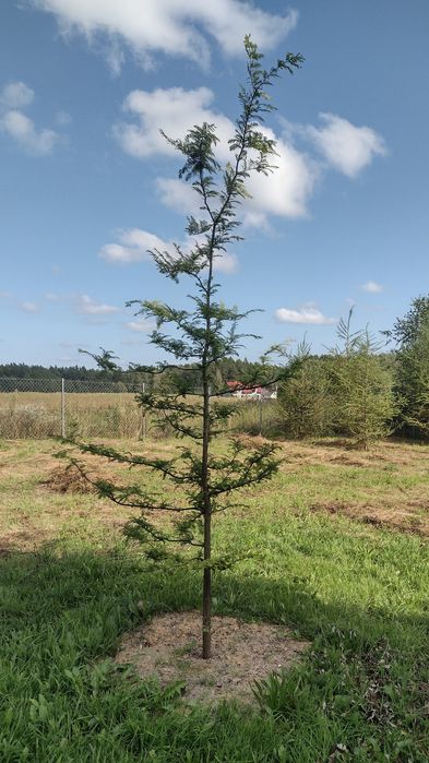 Metasekwoja chińska wys. 3,7m