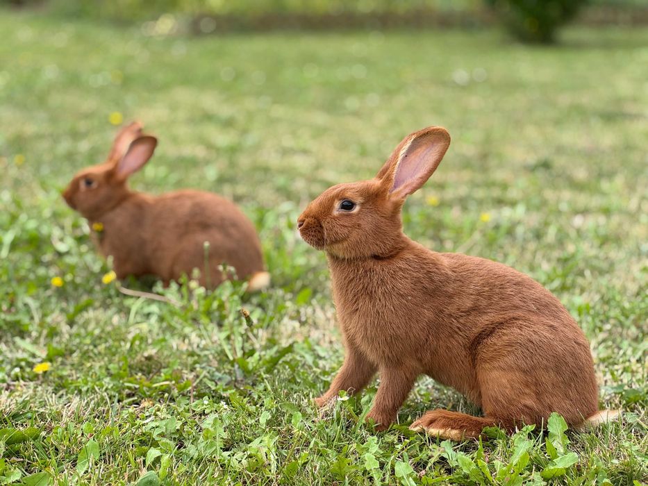Królik Nowozelandzki czerwony