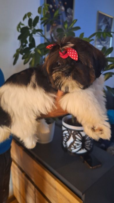 Shih Tzu szczeniak