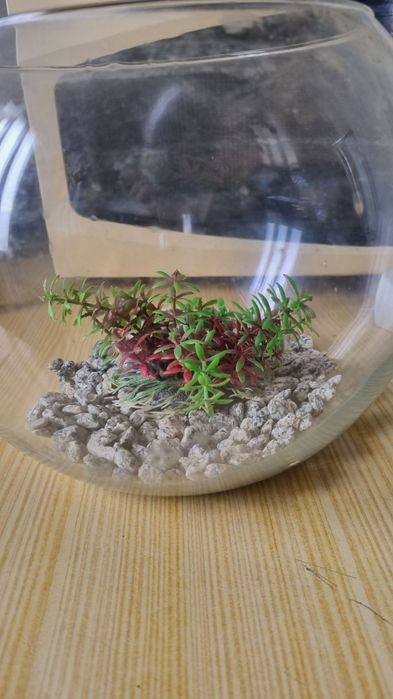 Vendo aquário com pedras e flor