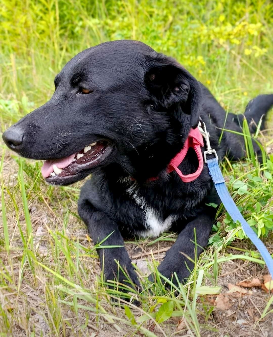 Szafir gorąco poleca się do adopcji..
