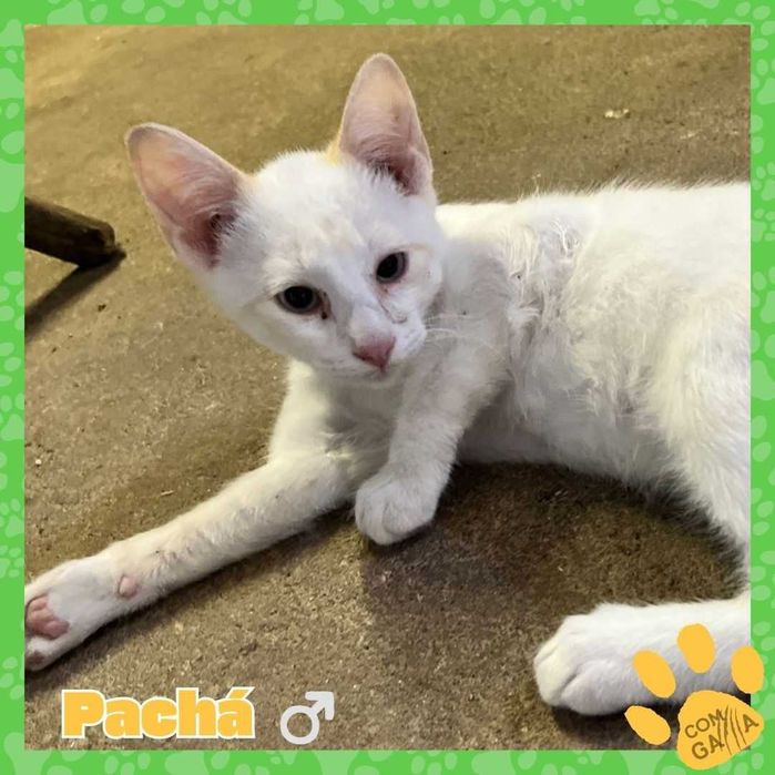 Gatinhos para adoção - Sultão e Pachá