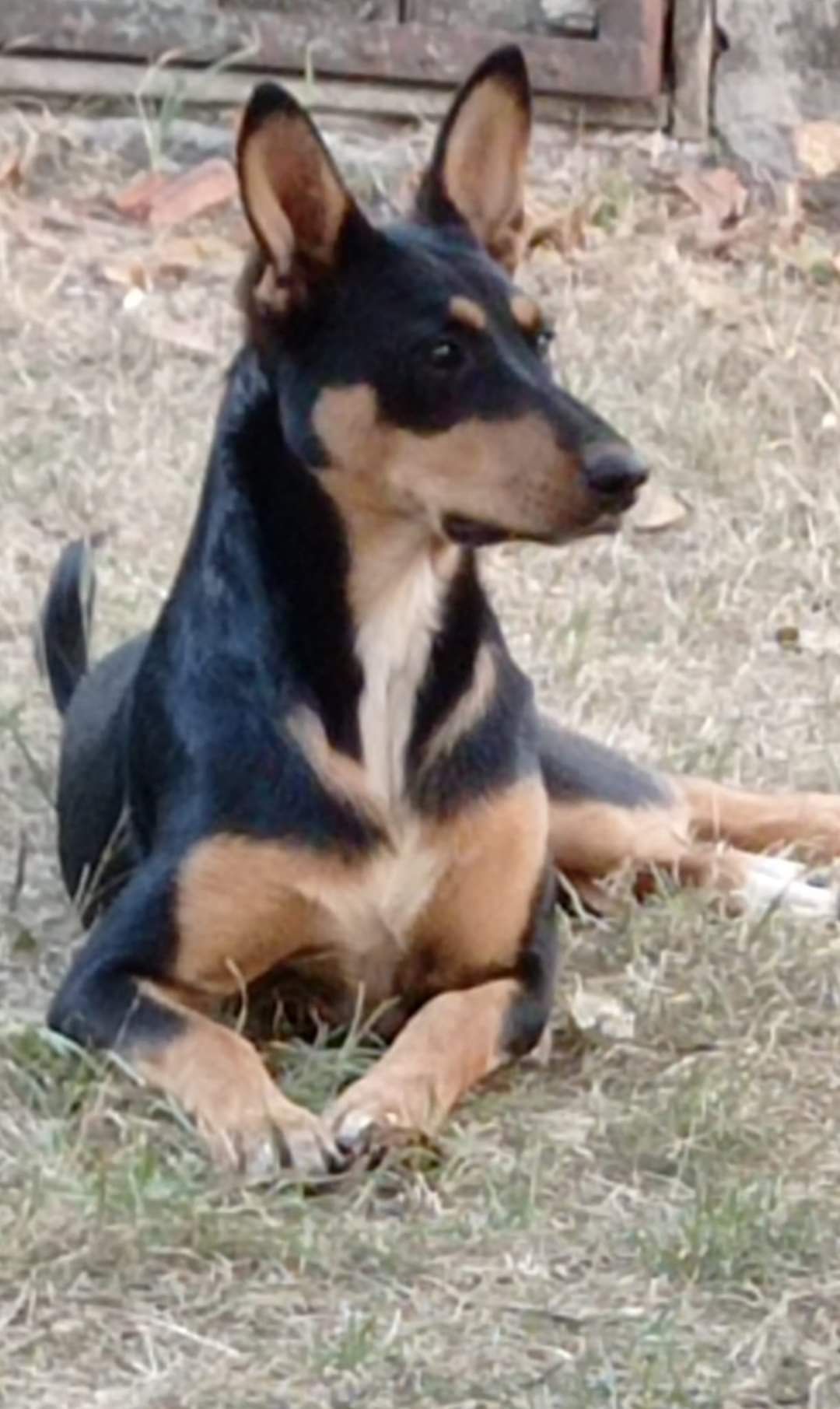 Чара у пошуку родини.