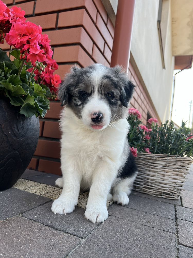 Border Collie - Piesek Blue Merle