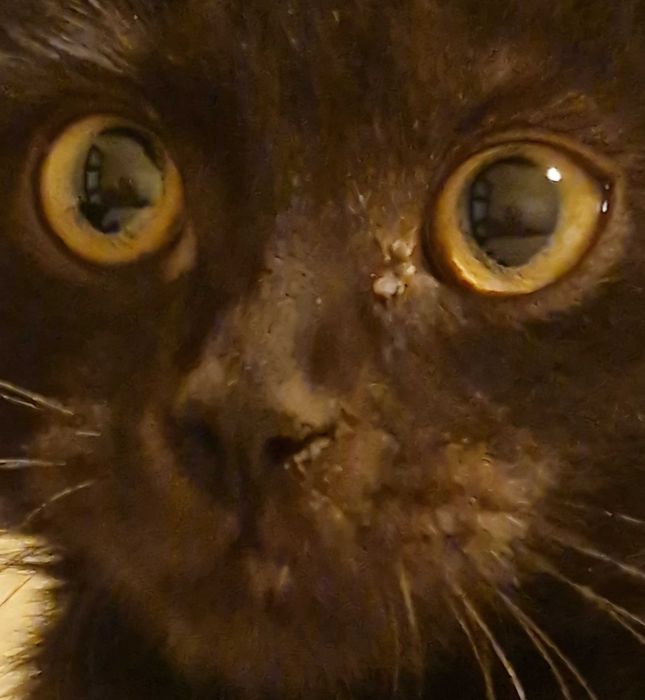 Pumex szuka dobrego domu!