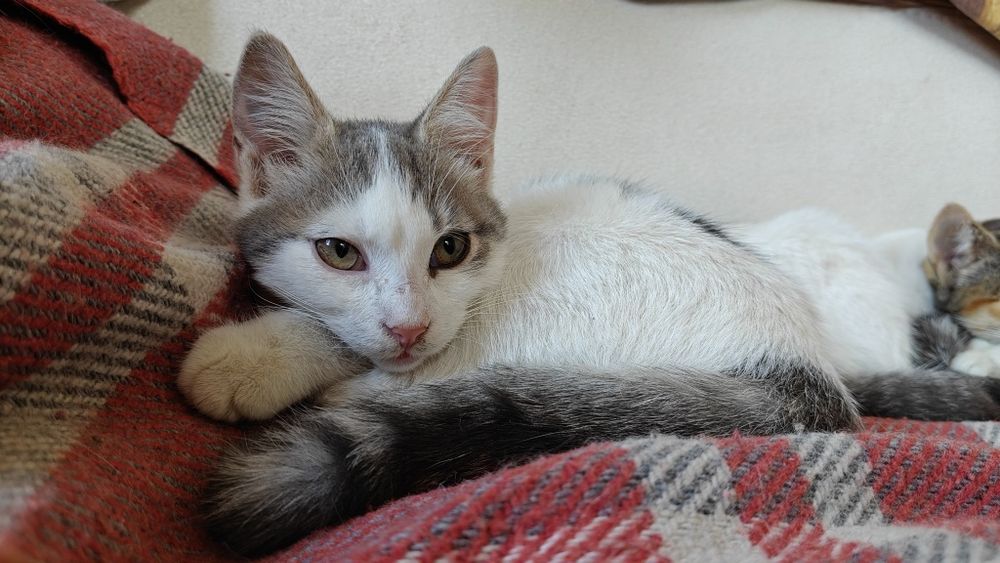 Продаються кошенята