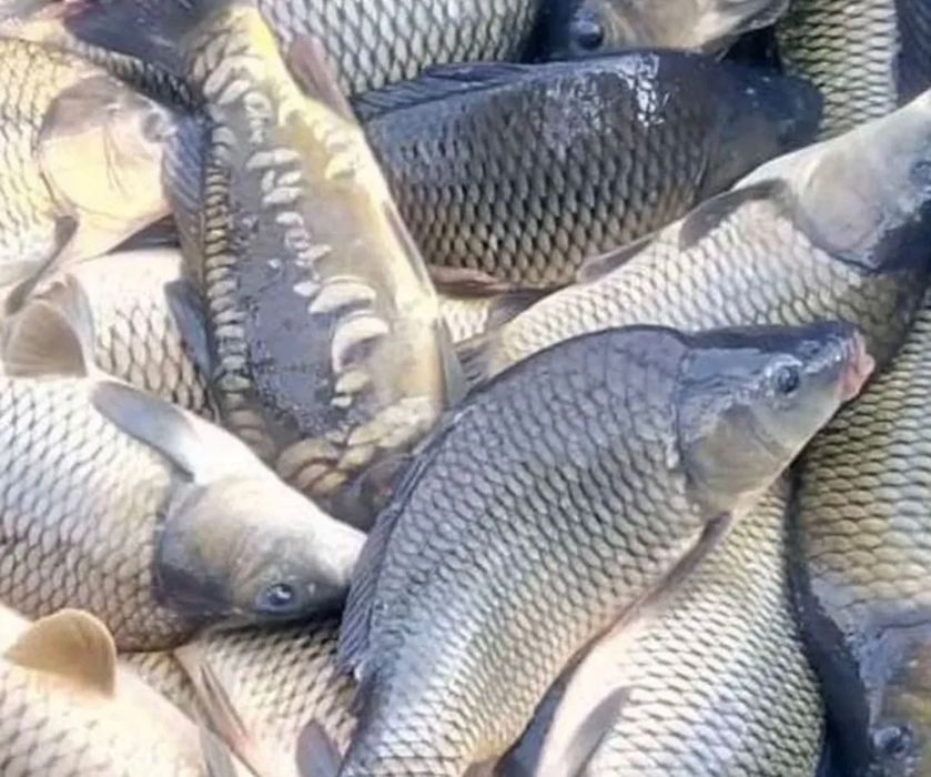 Продам живу рибу оптом мальок