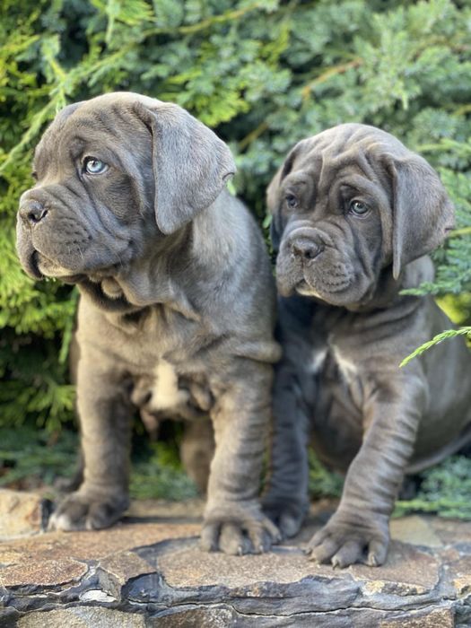 Cane corso Italiano-сірого окрасу