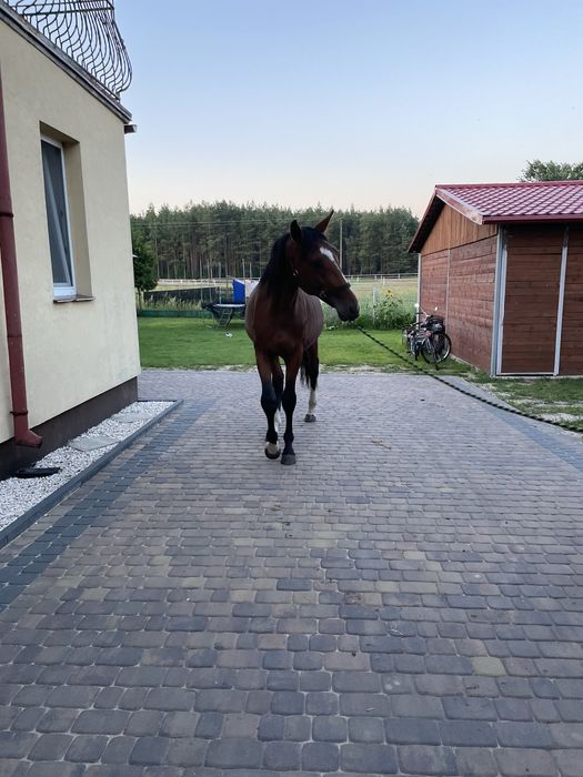 Ogierek w trzecim roku