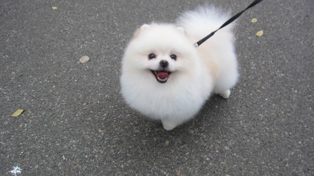 Вязка. Померанский шпиц. Кобель Киеве.