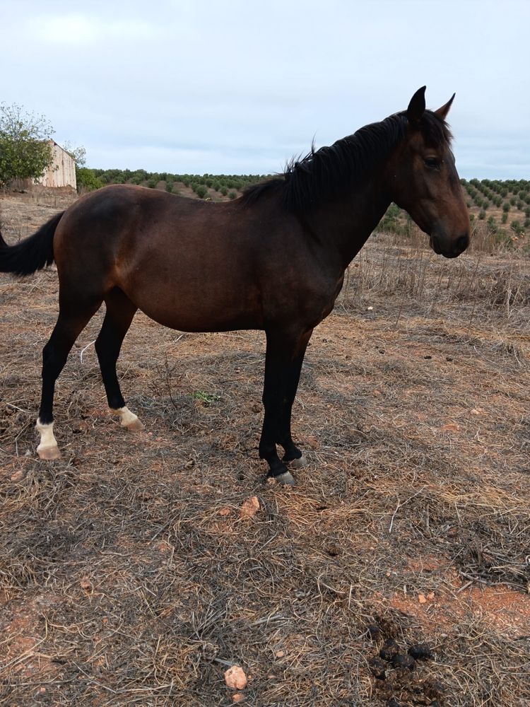 Poldra cruzada 3 anos