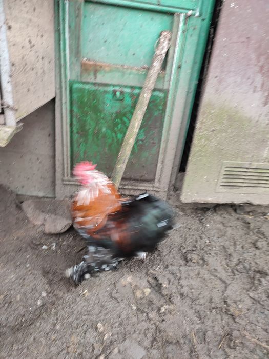 Koguty ozdobne młode