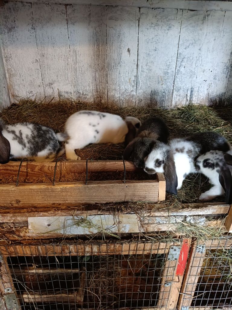 Sprzedam króliki rasy baran francuski