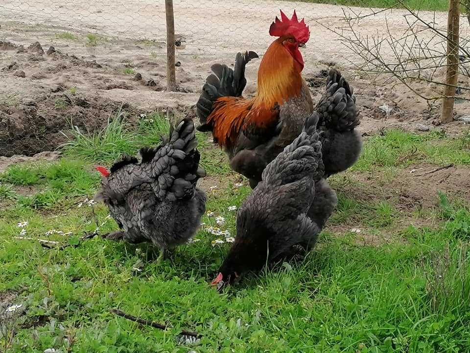 Galinhas pintos ovos de varias raças