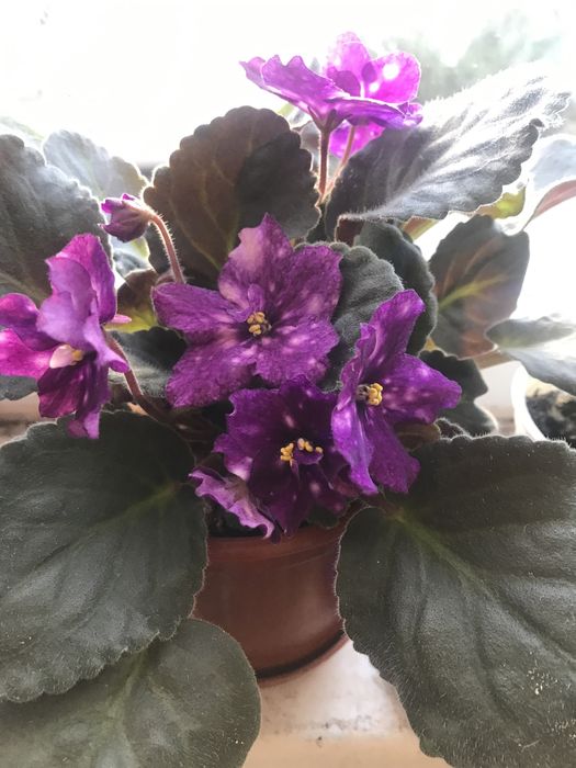 Продам фиалки цветущие