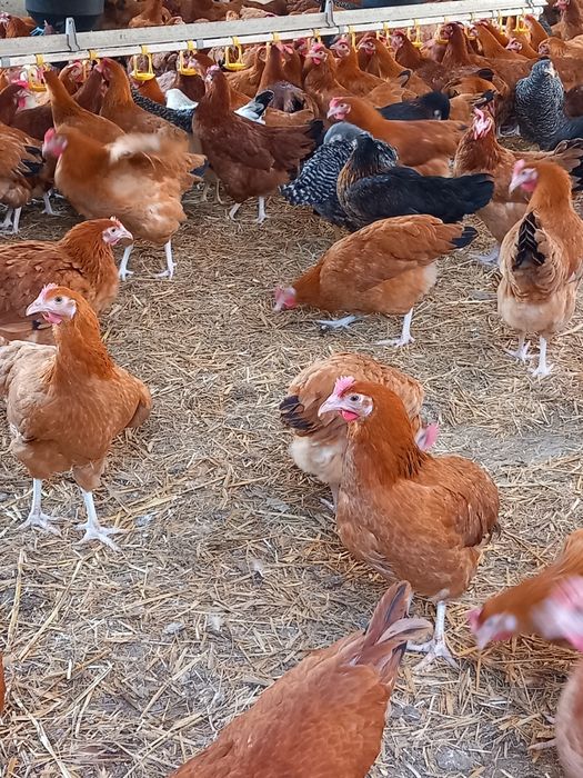 Kury Nioski Leghorn 24 tygodnie! Wysyłka!