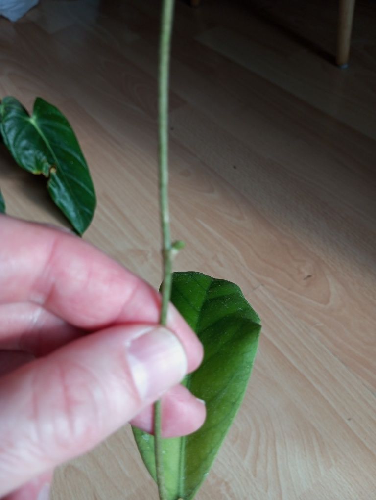 Hoya Meredithii ukorzeniona sadzonka