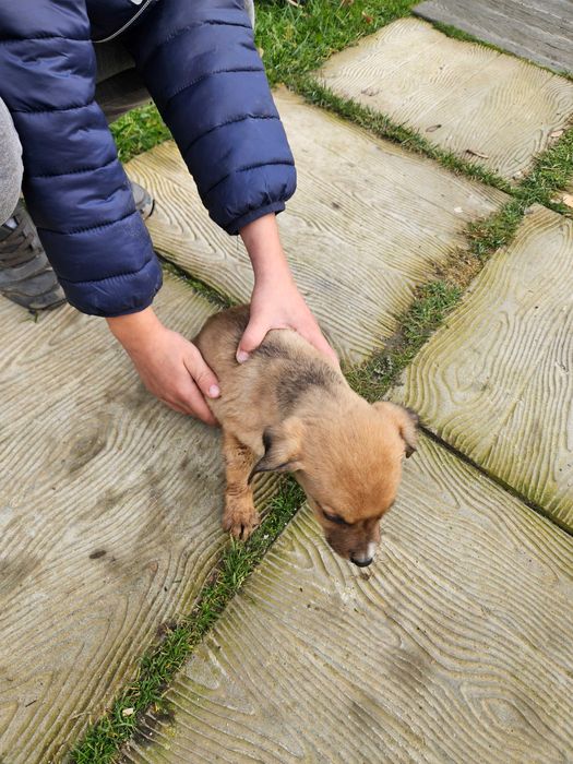 Oddam pieski za darmo