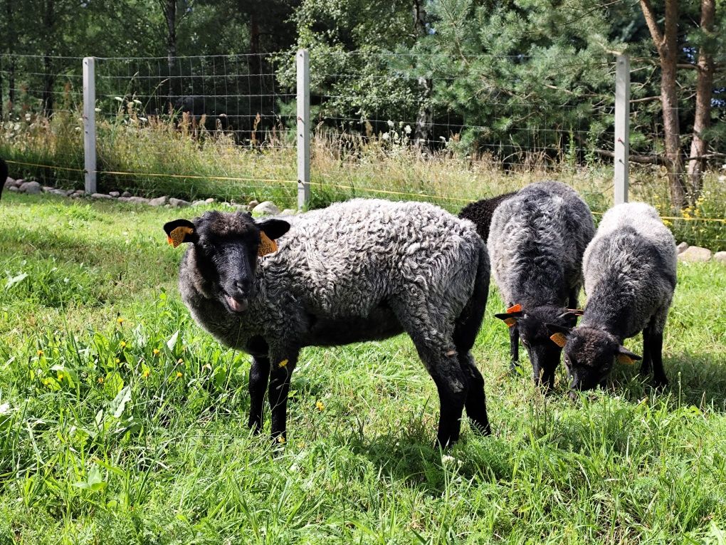 Owce rasy Wrzosówka – zdrowe, zadbane, z pięknym runem!