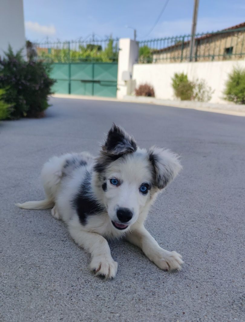 Border Collie Blue Merle fêmea (olhos azuis)